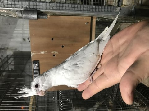 Albino sultan papağanı