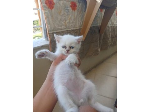 2 dişi 2 erkek british shorthair point