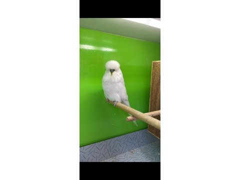 Uygun fiyata jumbo muhabbet kuşu türleri
