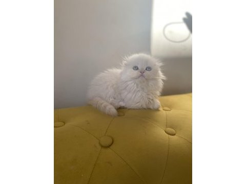 Scottish fold longhair dişi