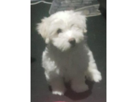 Maltese terrier 3 aylık