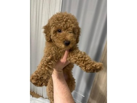 4 aylık dişi toy poodle