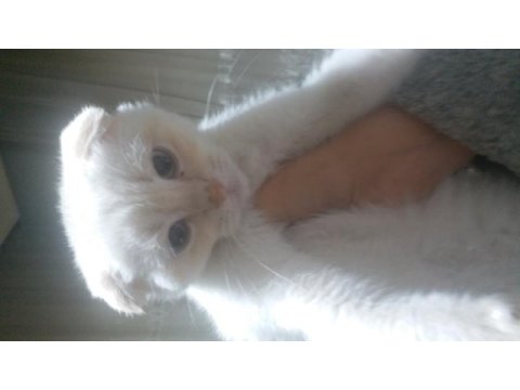 24 eylül doğulu erkek scottish fold