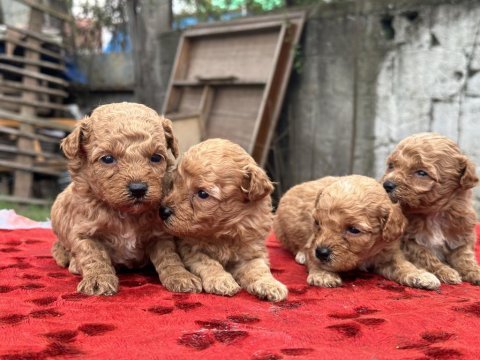 Toy poodle bebişler