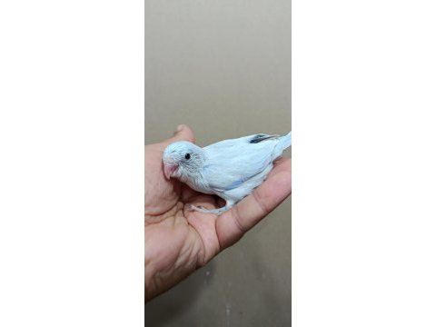 Pastel turkuaz erkek cep papağanı