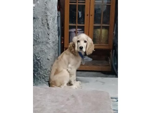 8 aylık american cocker