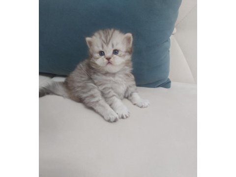 British longhair ve british shortair bebekler
