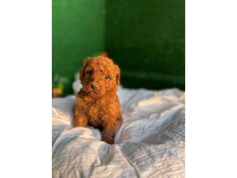 Poodle yavru köpekler