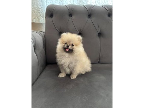 Pomeranian toy spitz yavrular
