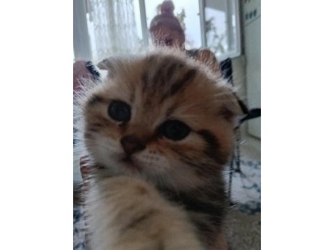 Güzel scottish fold yavrular