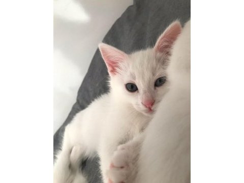 Safkan van kedisi yavrularım