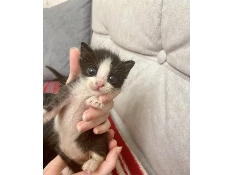 Annesiz dişi yavru kedi ücretsiz sahiplendiriyoruz