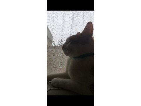 Sarman kedim yeni ailesini arıyor