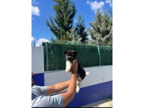 American dev akita aslanlar