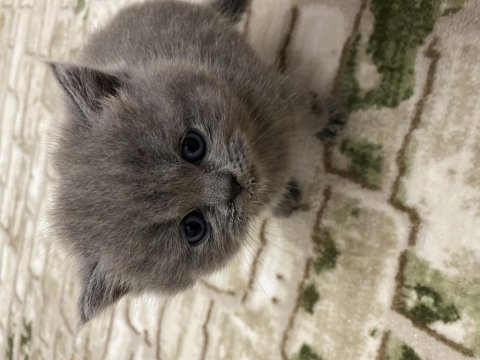 British shorthair ve longhair yavrularımıza yuva