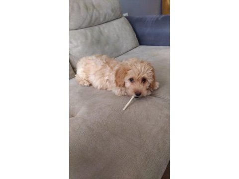 Maltıpoo dişi yavru