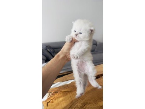 Efsane yavrular british longhair