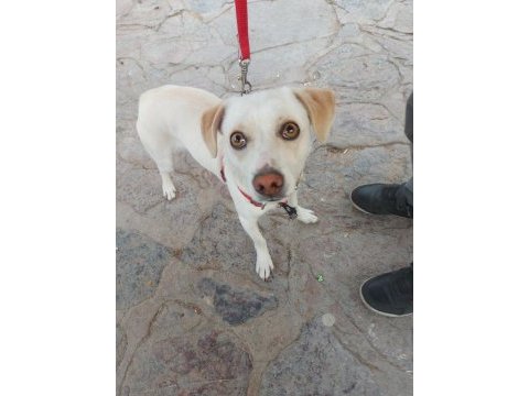 Jack russell 9 aylık neşeli çocuk dostu oyuncu