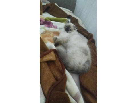 Scottish fold kedimiz