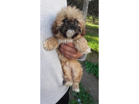 4 aylık shih tzu yavrular