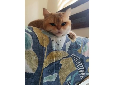 Damızlık şecereli golden british shorthair dişi