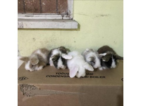 Safkan hollanda lop tavşanlar