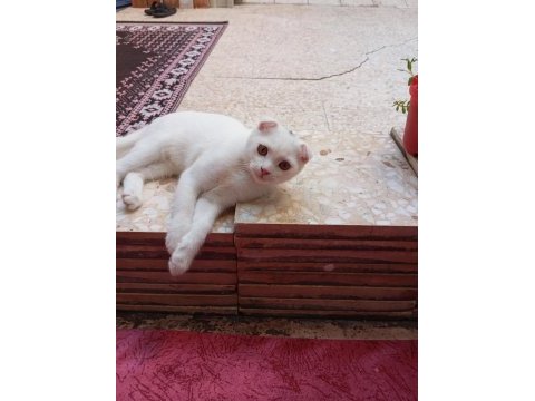 Yavru kedimiz