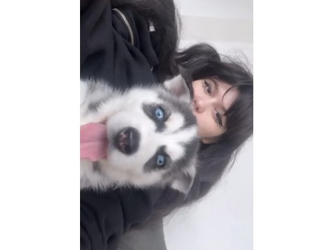8 haftalık husky bebek