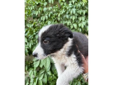 Teslime hazır border collie yavrular
