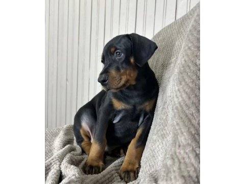 Asil görünümlü doberman yavruları