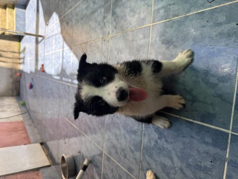A kalite yavru köpekler