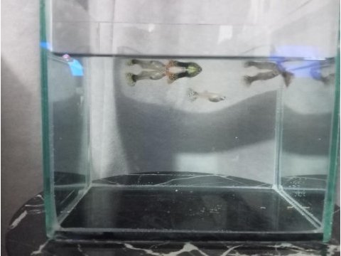 Damızlık lepistes