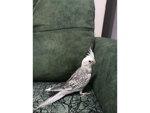 2023 yeme düşmüş yavrular pied-pearl-cinnamon sultan