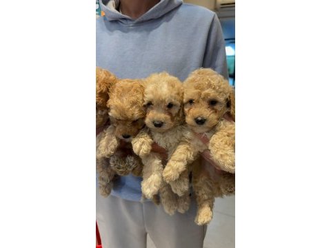 A kalite poodle bebeklerimiz