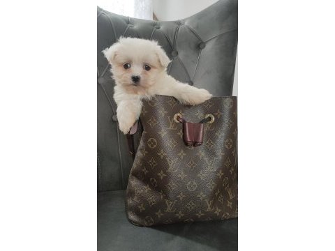 0 numara maltese bebekler