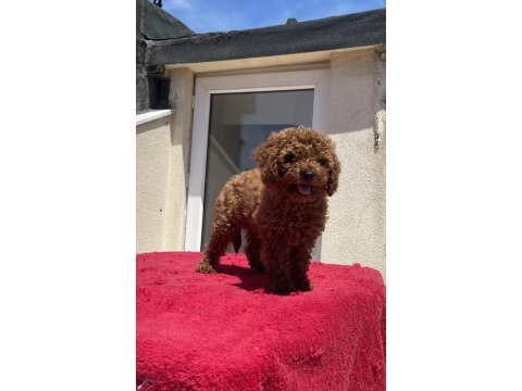 4 aylık dişi red brown toy poodle