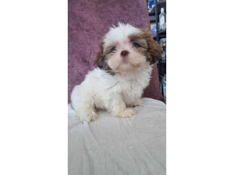 Shih tzu bebeklerimiz yeni yuvasına gitmeye hazırdır