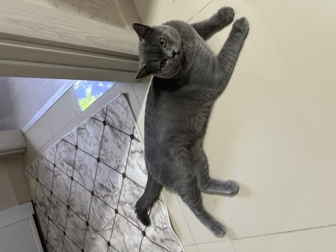 Ücretsiz british shorthair kedimiz