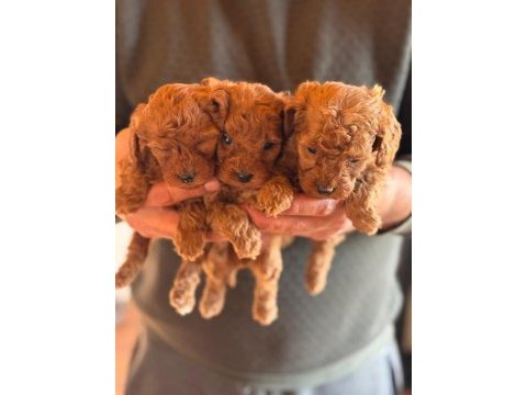 Kore red poodle bebekler haftaya hazır