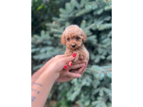 Sağlık garantili maltipoo yavrumuz