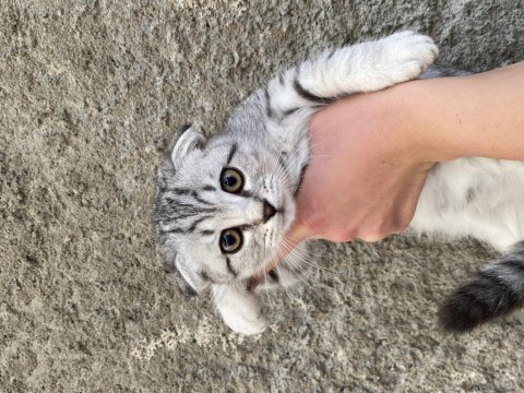 Acil sahiplendirme scottish fold
