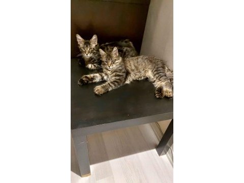 Full şecereli maine coon ünvanlı ebeveynlerden