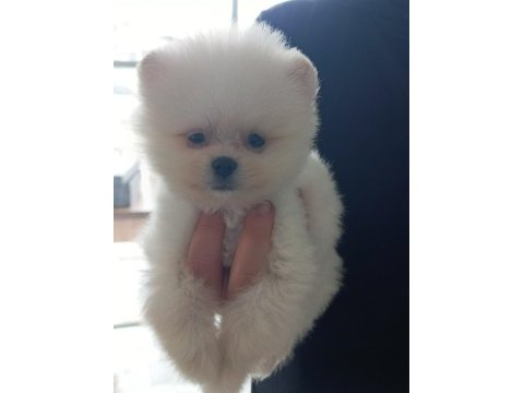 Mini pomeranian boo yavrular