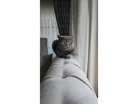 British shorthair kedisi