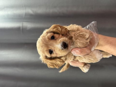 Bebek yüz maltipoo yavrular