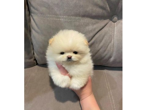 Erkek- dişi kar beyaz pomeranian yavrularımız