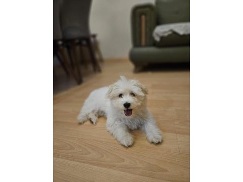 Köpeğimiz 3 aylık dünya tatlısı