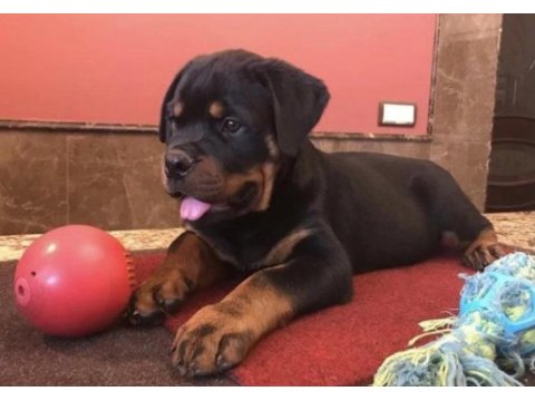 Rottweiler @ppuppypawbodrum