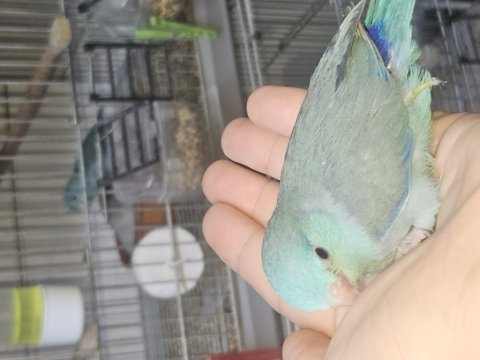 Forpus papağanı bebek kuşlar