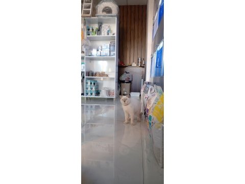 British shorthair kedisi